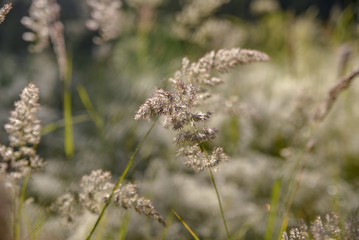 morning dew on the grass