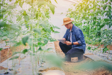 Farmer owner using smartpad in greenhouse checking quality and read a report for his watermelon farm. Iot smart agriculture concept.. - obrazy, fototapety, plakaty