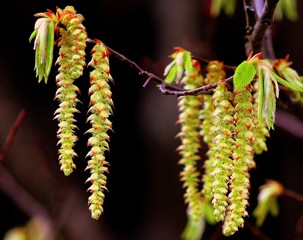buds of a willow tree