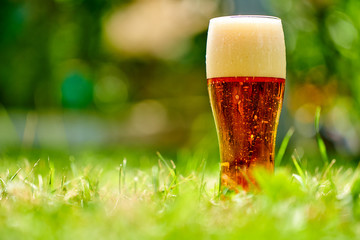 Glass of cold beer on the grass. Beer in garden and summer day