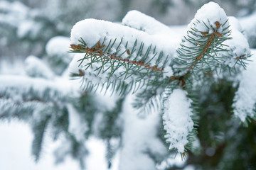 green needles image under the snow.