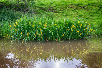 Yellow iris water plant with reflection