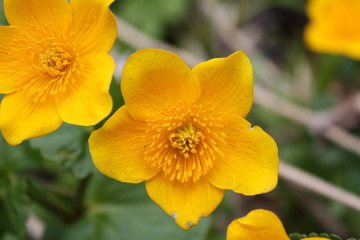 yellow flowers Hypericum