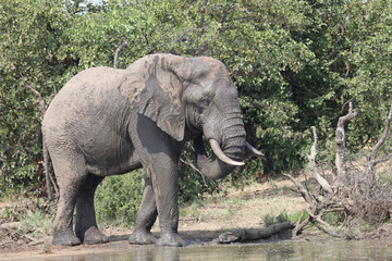 Fototapeta premium Afrikanischer Elefant / African elephant / Loxodonta africana
