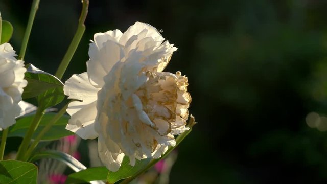Flower in full bloom in a beautiful garden at sunset in the summertime in Sweden.