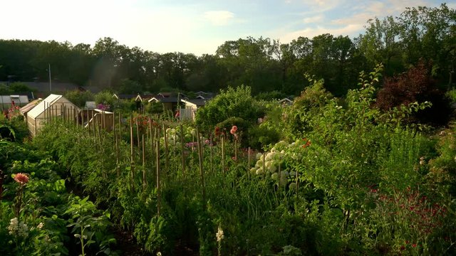 Flowers in full bloom in a beautiful garden at sunset in the summertime in Sweden.