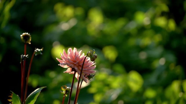 Flowers in full bloom in a beautiful garden at sunset in the summertime in Sweden.