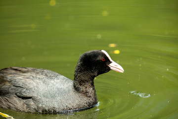 Closeup of Eurasian duck on lake