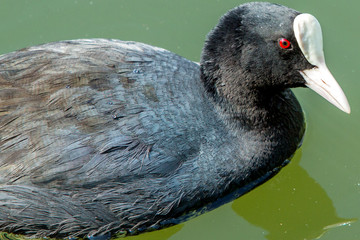 Closeup of Eurasian duck on lake