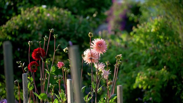 Flowers in full bloom coming into focus in a beautiful garden at sunset in the summertime in Sweden.