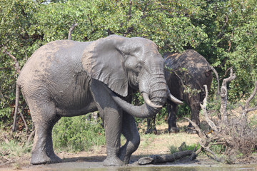 Afrikanischer Elefant / African elephant / Loxodonta africana