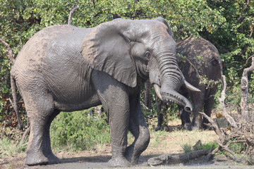 Afrikanischer Elefant / African elephant / Loxodonta africana