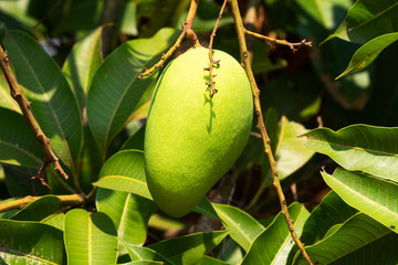 Mango Frucht am Baum