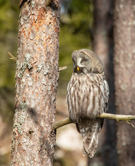 Great grey owl, (Strix nebulosa).Wildlife, Sweden.
