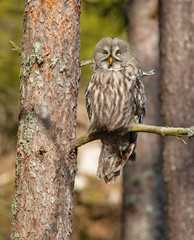Great grey owl, (Strix nebulosa).