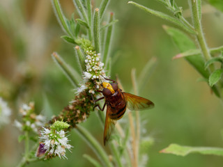 the hornet mimic hoverfly (Volucella zonaria (Poda, 1761)) feeding on a flower, next to a river, near Xativa, Spain