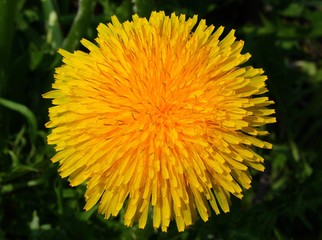 yellow flower of a dandelion