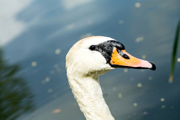 Closeup of swan head when it is swimming on lake