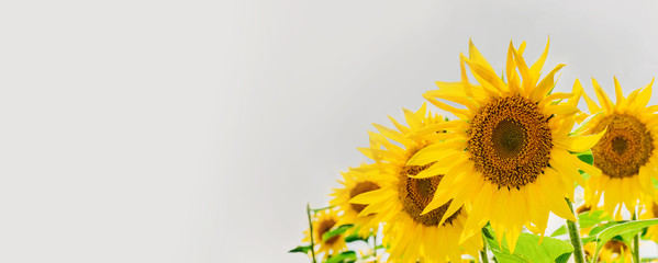Beautiful sunflower against the sky and clouds. Yellow flower on a blue background with space for text. The concept of a rich harvest, oil and sunflower seeds. Close-up, wallpaper. 