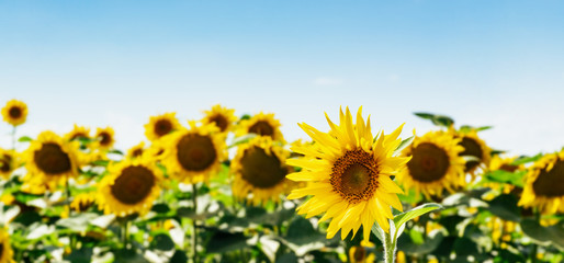 Fototapeta premium Beautiful sunflower against the sky and clouds. Yellow flower on a blue background with space for text. The concept of a rich harvest, oil and sunflower seeds. Close-up, wallpaper. 