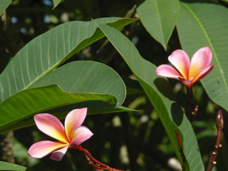 flowers frangipani plumeria