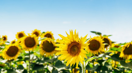Beautiful field of sunflowers against the sky and clouds. Many yellow flowers on a blue background with space for text. The concept of a rich harvest, oil and sunflower seeds. Close-up, wallpaper.