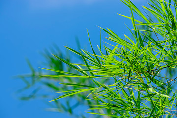 Fresh bamboo leaves with blue sky space background