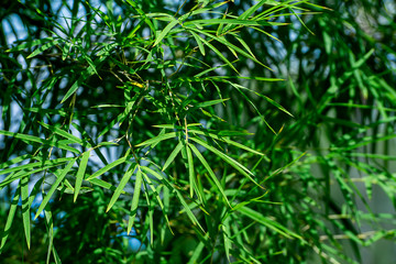 Fresh bamboo leaves with blue sky space background