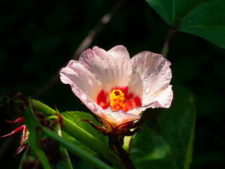 Close up Hibiscus sabdariffa or roselle flower.