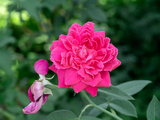 Pink of Damask Rose flower