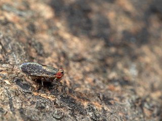 Macro Photo of Baby Housefly on Tree Bark