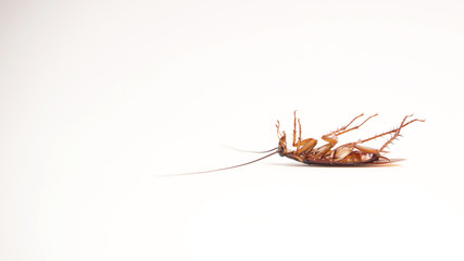 Dead cockroach supine upside down isolated on white with space for text with white background