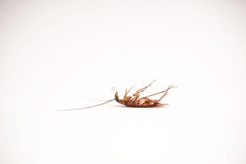Dead cockroach supine upside down isolated on white with space for text with white background