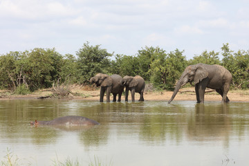 Obraz na płótnie Canvas Afrikanischer Elefant / African elephant / Loxodonta africana