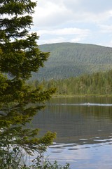 forest lake at the Kola peninsula