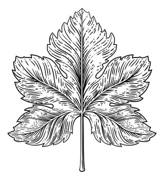 A grape leaf design element in a woodcut engraving style