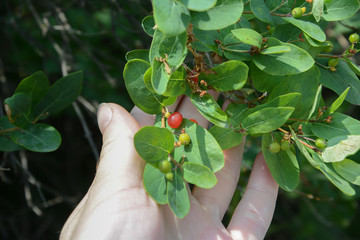 picking the berries