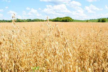Wheat field. Ears of golden wheat close up. Rural Scenery under Shining Sunlight. Background of ripening ears of wheat field