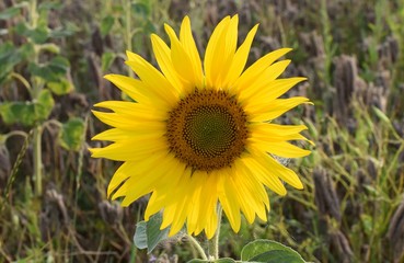 Fototapeta premium Helianthus. Beautiful young sunflower growing in the field at sunset.