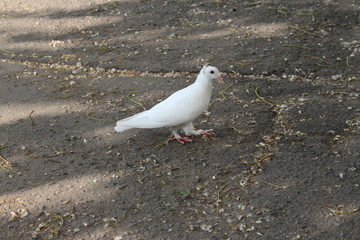 beautiful white dove on the road