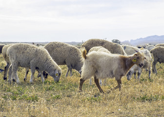 Obraz premium .A herd of sheep graze on the meadow in the open air. Pasture for animals. Sheep eat grass. Agriculture.