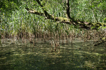 AUENLANDSCHAFT . WETLAND LANSCAPE . INN 