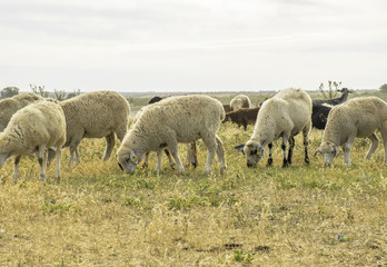 .A herd of sheep graze on the meadow in the open air. Pasture for animals. Sheep eat grass. Agriculture.