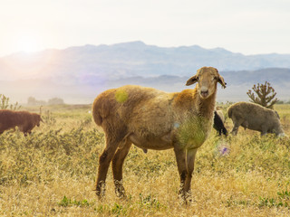 .A herd of sheep graze on the meadow in the open air. Pasture for animals. Sheep eat grass. Agriculture.