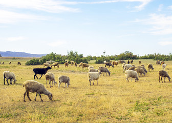 Naklejka na ściany i meble .A herd of sheep graze on the meadow in the open air. Pasture for animals. Sheep eat grass. Agriculture.