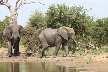 Afrikanischer Elefant / African elephant / Loxodonta africana