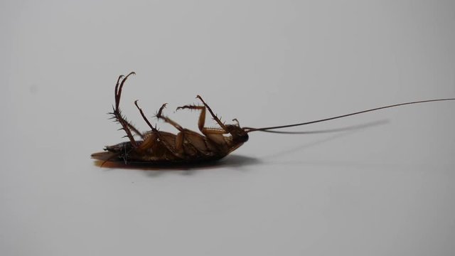 Close Up Cockroach Dying On The Floor isolated on white background, 4k