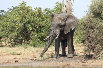 Afrikanischer Elefant / African elephant / Loxodonta africana