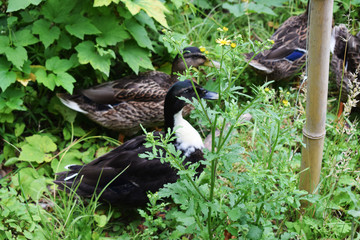 Patos en un parque con una charca.