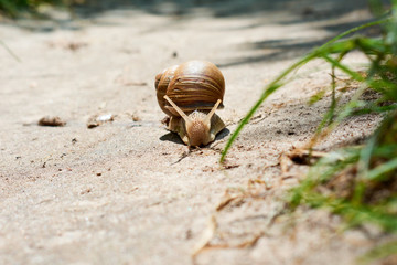 snail in nature